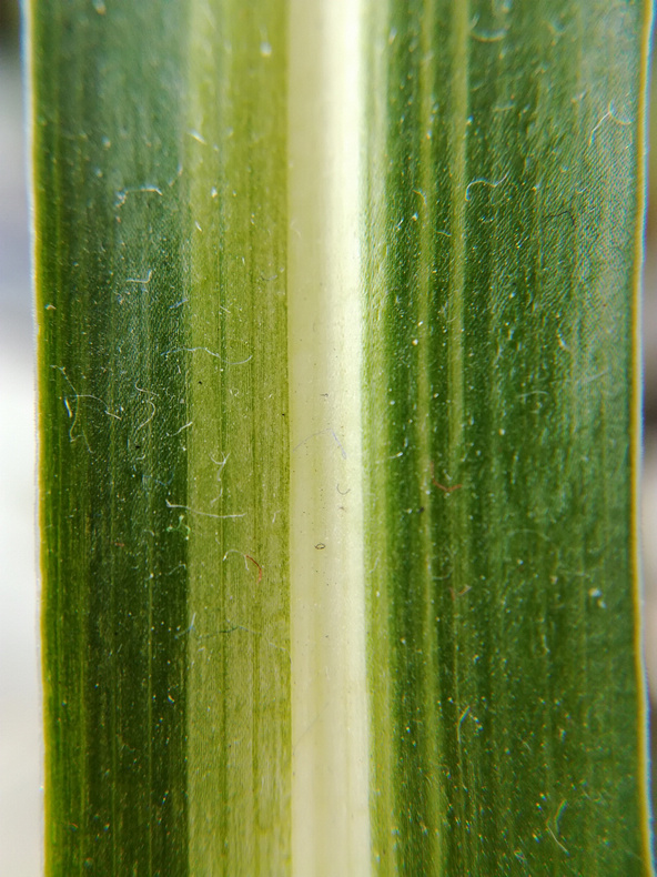 1484622194184606.jpg 1484622194184606.jpg