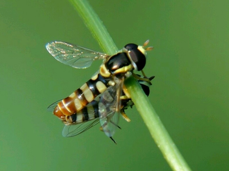 1484635500266108.jpg rps20170115_191931.jpg